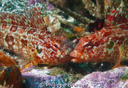 Big kissss by Philippe Brunner 
